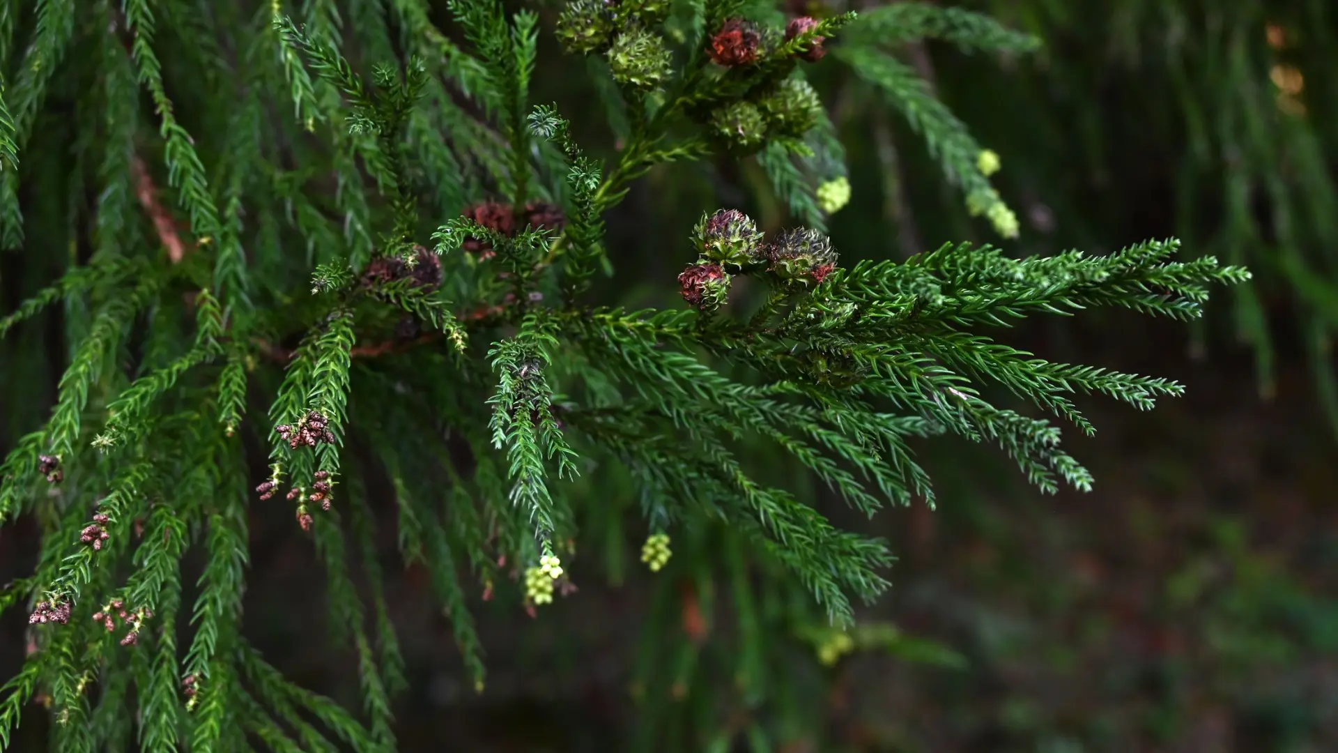 Cedar Mulch: Benefits, Downsides & When to Use It